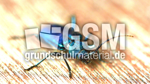 Blauvioletter Scheibenbock_1.jpg